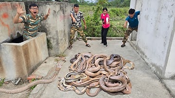 Brave Expert Catch 4 Ferocious Cobras With Bare Hands