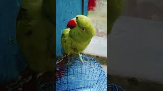 #parrot #mitthu#new #shot #viral