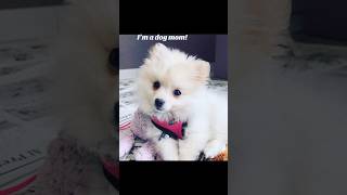 Are you a dog moms? Me too! Meet my lovely Pomeranian and see how cute and small she is 🐾🐶🐕‍🦺