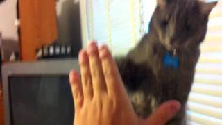 Kitty High Five