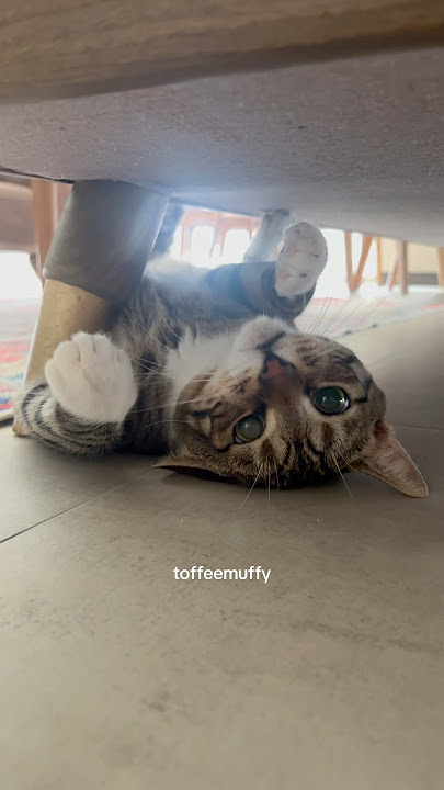 When they call me extra, I don’t flinch. I purr. 😼✨#catreel #catshorts #tabbycat #funnycats