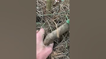 Cây sim rừng kìa