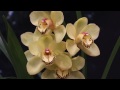 How to Divide and Repot Cymbidium Orchids