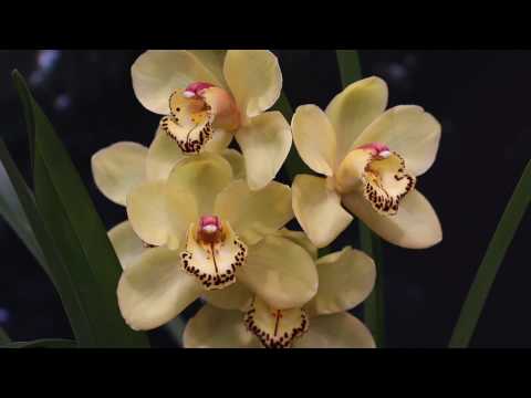 Video: Sind Cymbidium-Orchideen frosttolerant?