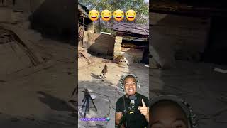 Que Isso , Galinha De Sapato