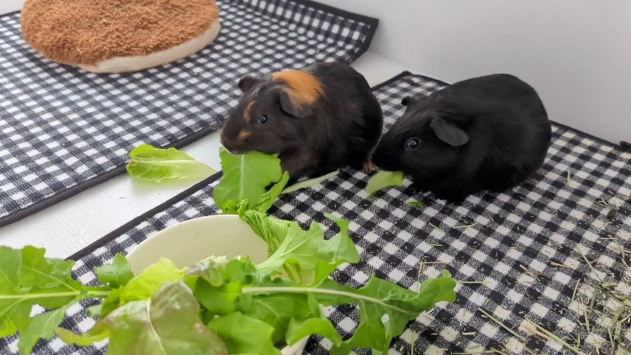 Салат на гидропонике любим не только мы, но и наши питомцы 🐹