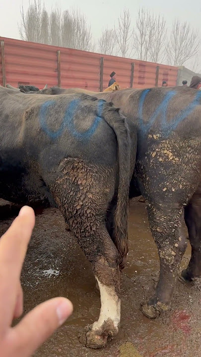 Lutskda jinsiy aloqa uchun yigit qidirilmoqda