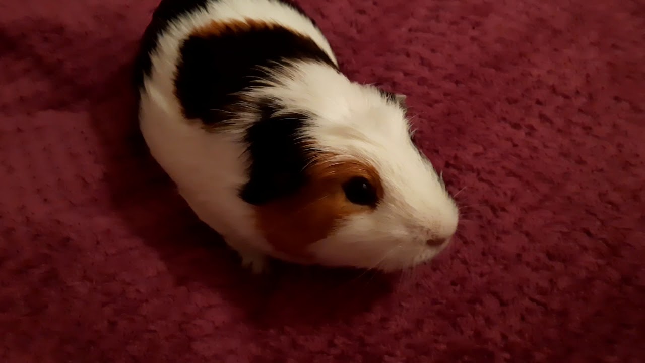 Что нельзя есть морским свинкам☝️☝️☝️ - YouTube