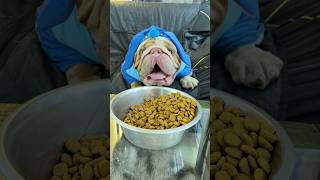 POLAR NO QUISO COMER… HASTA QUE FINGÍ SER CHEF 👨‍🍳🐶 #polar #pets #donpanzon