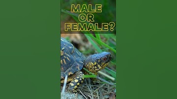 Male or Female Box Turtle? Easy Guide to Spotting the Difference!