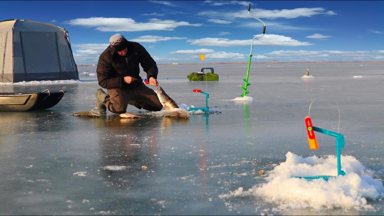 ЖЕРЛИЦЫ НЕ ВЫДЕРЖИВАЮТ!!! ОГРОМНЫЕ МАМКИ НЕ ЛЕЗУТ В ЛУНКИ!!! Бешенный клёв ОГРОМНЫХ СУДАКОВ!