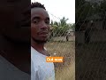 KENYA MUSIC IZ DEAD #music #makemefamous #kenya #harmonize #duet #amapianotv #dancechallenge