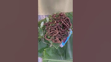 #sâm_ngọc_linh_rừng 1kg sâm rừng tự nhiên 65tr #sâm_ngọc_linh #sâm_ngọc_linh_rừng #sâm_lai_châu_rừng