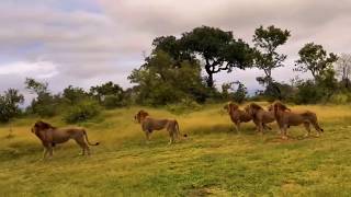 5 Monwana Male Lions Sons Of Legend Mapoza Male What A Sight Today