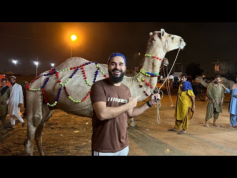 Apna janwar lelia aj Alhamdulillah 🐪 | Camel mandi | Mustafa Hanif BTS | daily vlogs