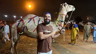 Apna janwar lelia aj Alhamdulillah 🐪 | Camel mandi | Mustafa Hanif BTS | daily vlogs
