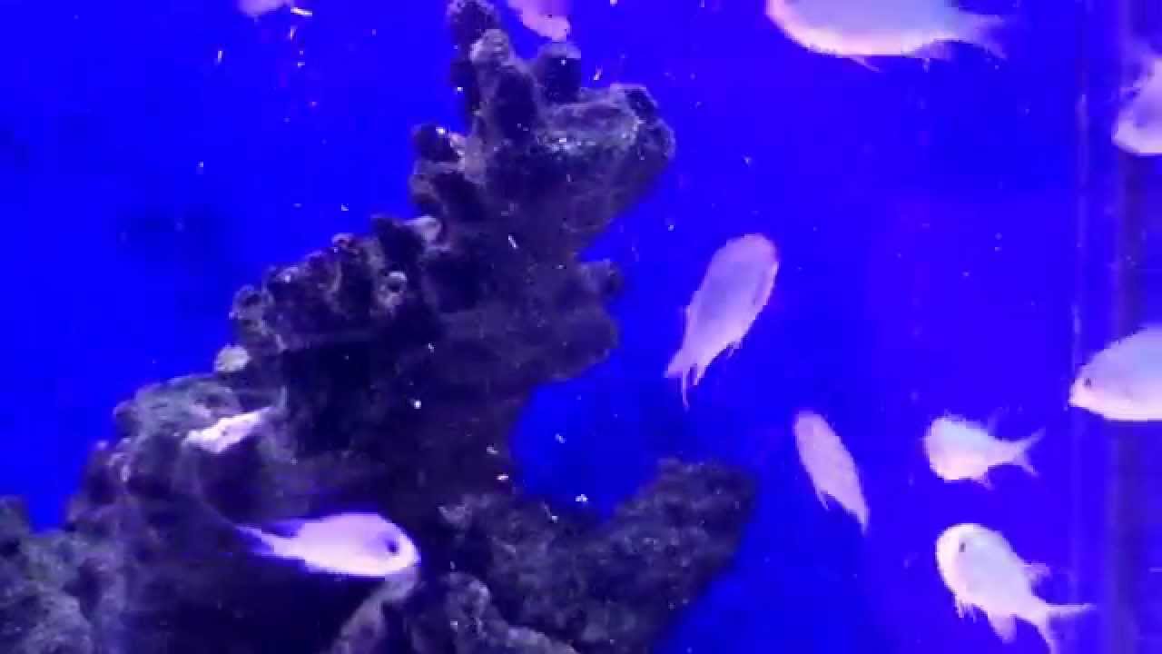 コペポーダを食べるデバスズメダイ Youtube