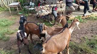 Harga kambing menjelang mlm tahun baru 