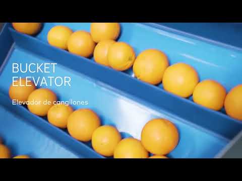 Complete Industrial Citrus Line | Orange Sorting, Washing, Automatic Size Sorting System & Juicing