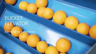 Complete Industrial Citrus Line | Orange Sorting, Washing, Automatic Size Sorting System & Juicing