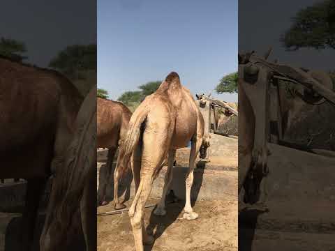فتناول الجمل الماء الثقيل وشرب منه حتى ملأ معدته