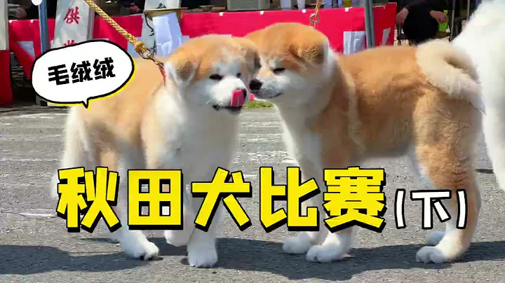 這是你心目中的秋田犬嗎？日本秋田犬比賽（下） - 天天要聞