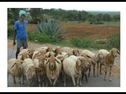 how to start sheep farming in karnataka how to start sheep farming in karnataka