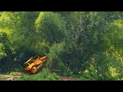 The Amazing Attraction Of The D6R XL Bulldozer Pushes A Large Bamboo Tree