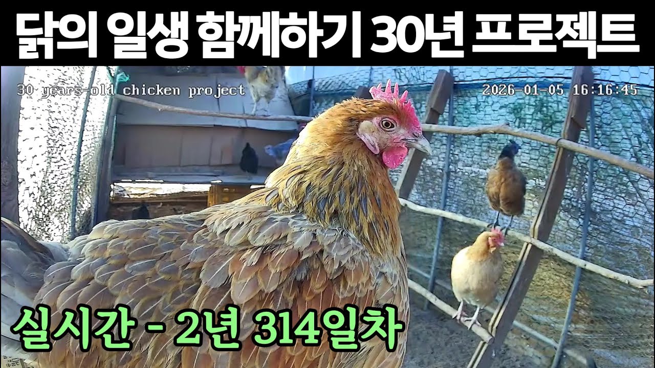실시간) 2년 314일차, 닭의 일생 함께하기 30년 프로젝트