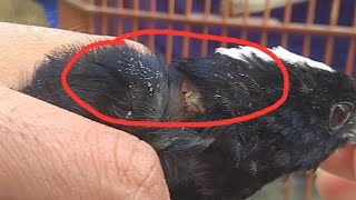 MEMBASMI KUTU yg menyerang SEKUJUR TIDAK BUH pada Burung Dengan Cepat Dan Aman