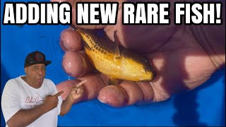 Adding New Rare Fish to my Pond!