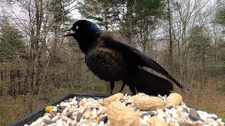 Grackle puffing up