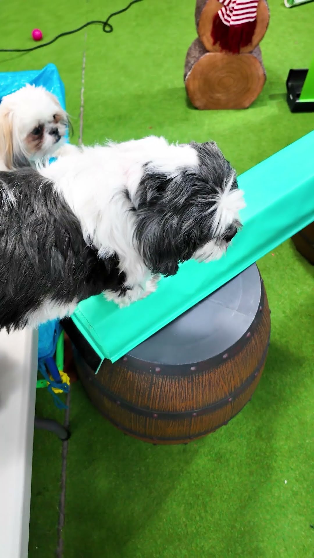 Assistant has Wiggles and Waffles Race on the Elevated Obstacle Course #FamilyFun #FunnyDogs