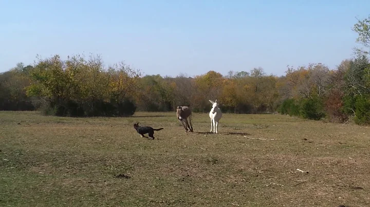 What Donkeys Are Supposed To Do