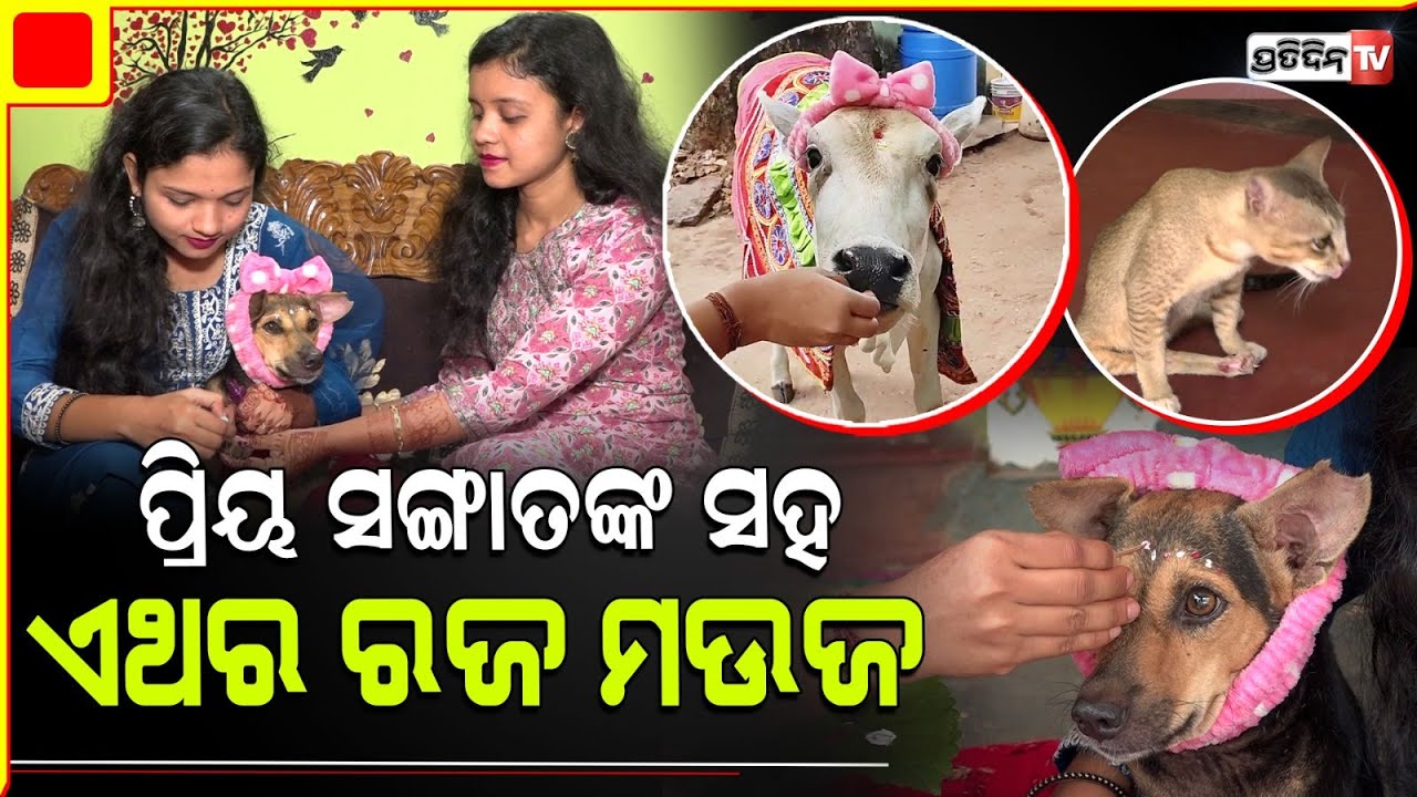 ବାଛୁରୀ, କୁକୁର ଓ ବିଲେଇକୁ ସଜେଇ ରଜ ପାଳିଲେ ୨ ଭଉଣୀ ବର୍ଷା ଓ ପୂଜା l Raja Festival Celebration In BBSR