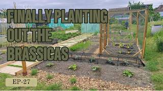 E27 - Finally getting the Brassicas Planted | Spring Planting | Brussel Sprouts | Brocolli | Kalette