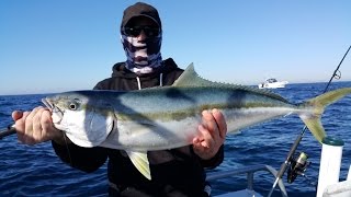 Yellowtail Kingfish On Eupro Rod