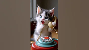 Adorable Kitten Videos YouTube Shorts 
