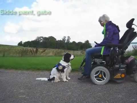 Video: Rising To The Challenge: Servicedyr Og Handi-kompatible Kæledyr