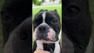 Cute Boston Terrier Cries And Begs For Mommy To Play