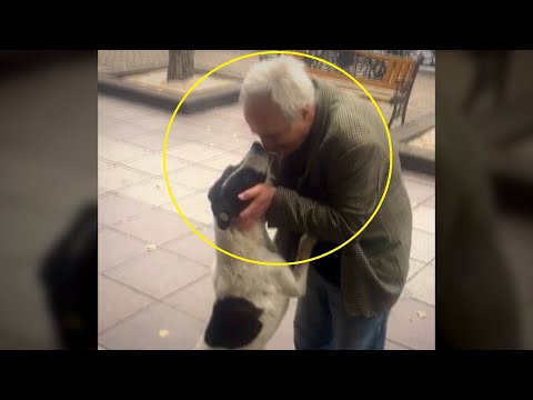 Video: Har sputnik en hund i sig?