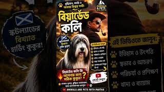 Bearded Collie Dog in Bengali #dogbreed