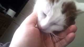 Oscar, my Turkish Van cat enjoying some cuddle time by John .Mitch 2,055 views 9 years ago 1 minute, 49 seconds