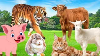 Listen to the sounds of animals: cows, goats, chickens, pigs, cats, dogs,... by Animal Moments 212,911 views 1 year ago 16 minutes