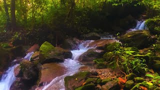 Forest Dreamscape: Gentle River Flow & Birdsong, Calming White Noise for Deep Sleep, Meditation