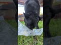 #собака #собаки #собачки #собакаест