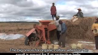Lotus Foods Madagascar Pink Rice