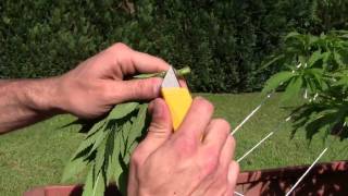 Marijuana grafting Cannabis grafting (the attempt)