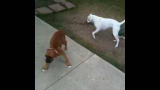 Video Thumbnail for My new boxer puppy