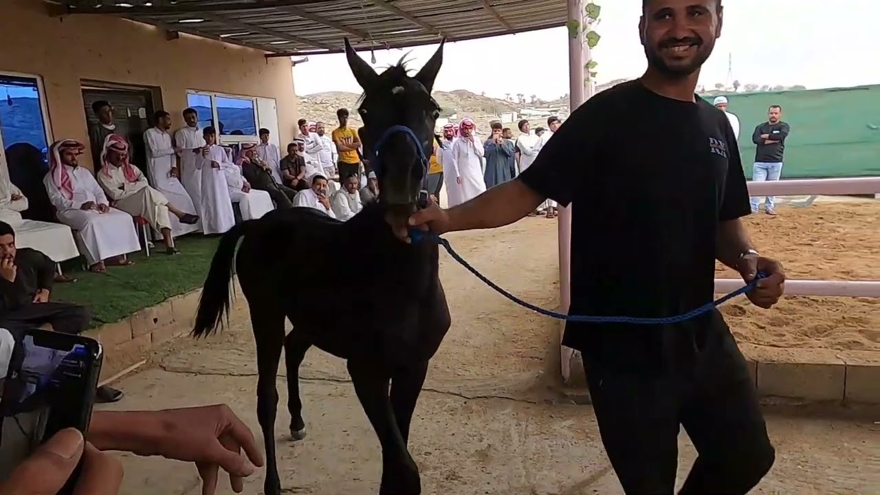 حراج الخيل بالطائف 4 10 2022